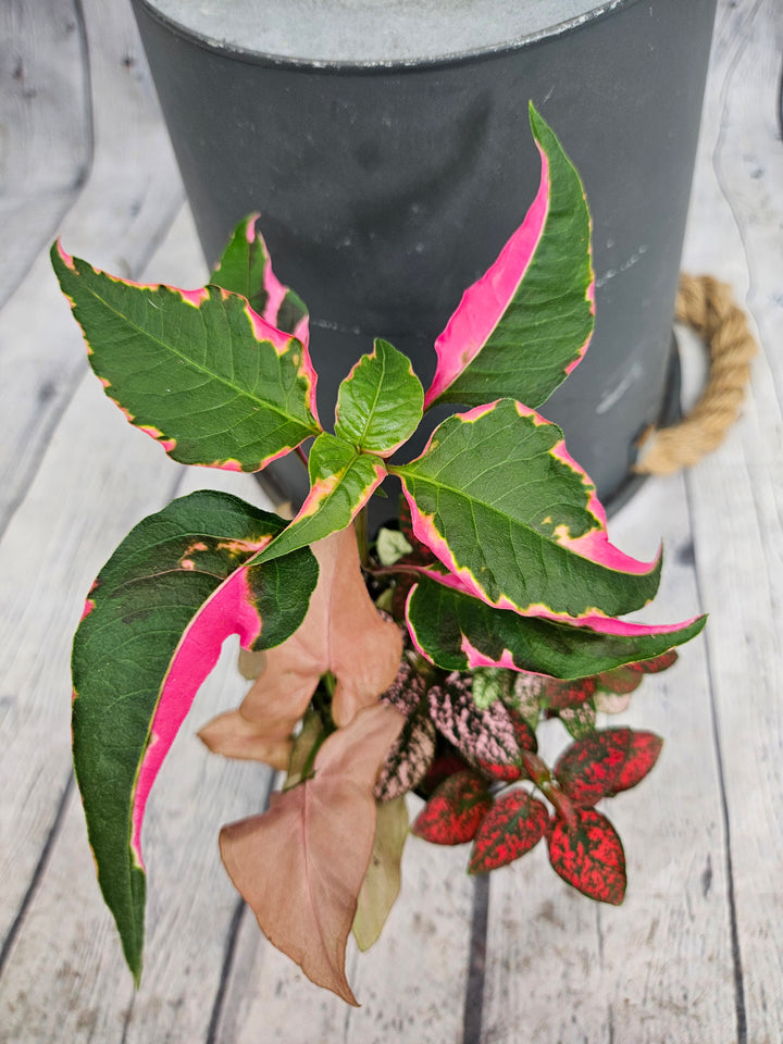 Mom's Pink Plants Special