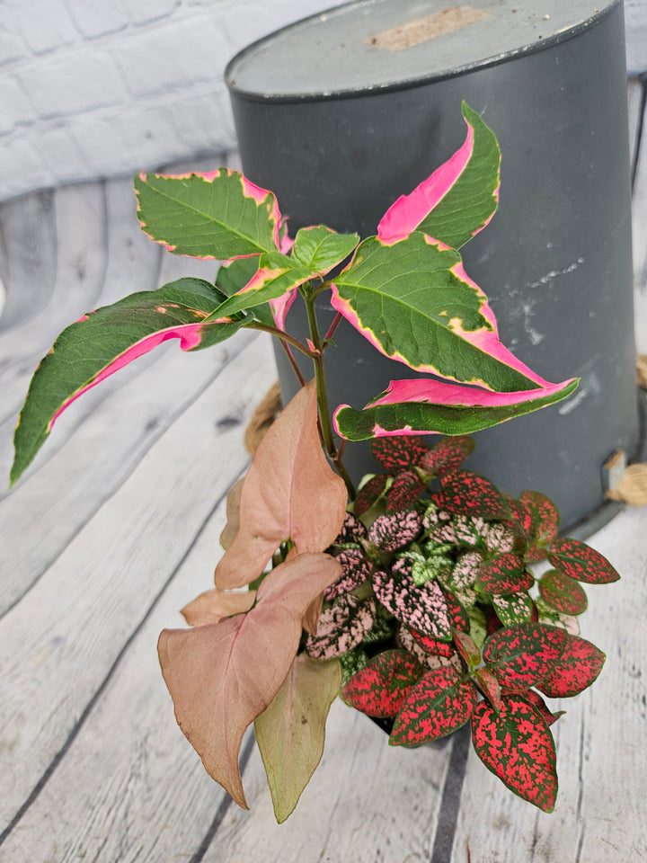 Mom's Pink Plants Special