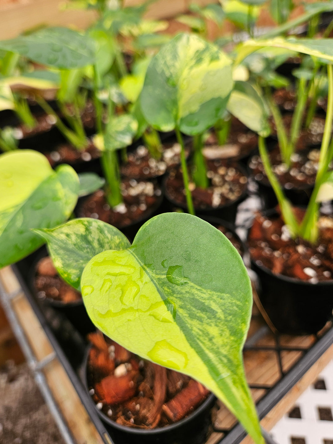 Monstera Deliciosa Marilyn (3in)-Sellers Choice Special
