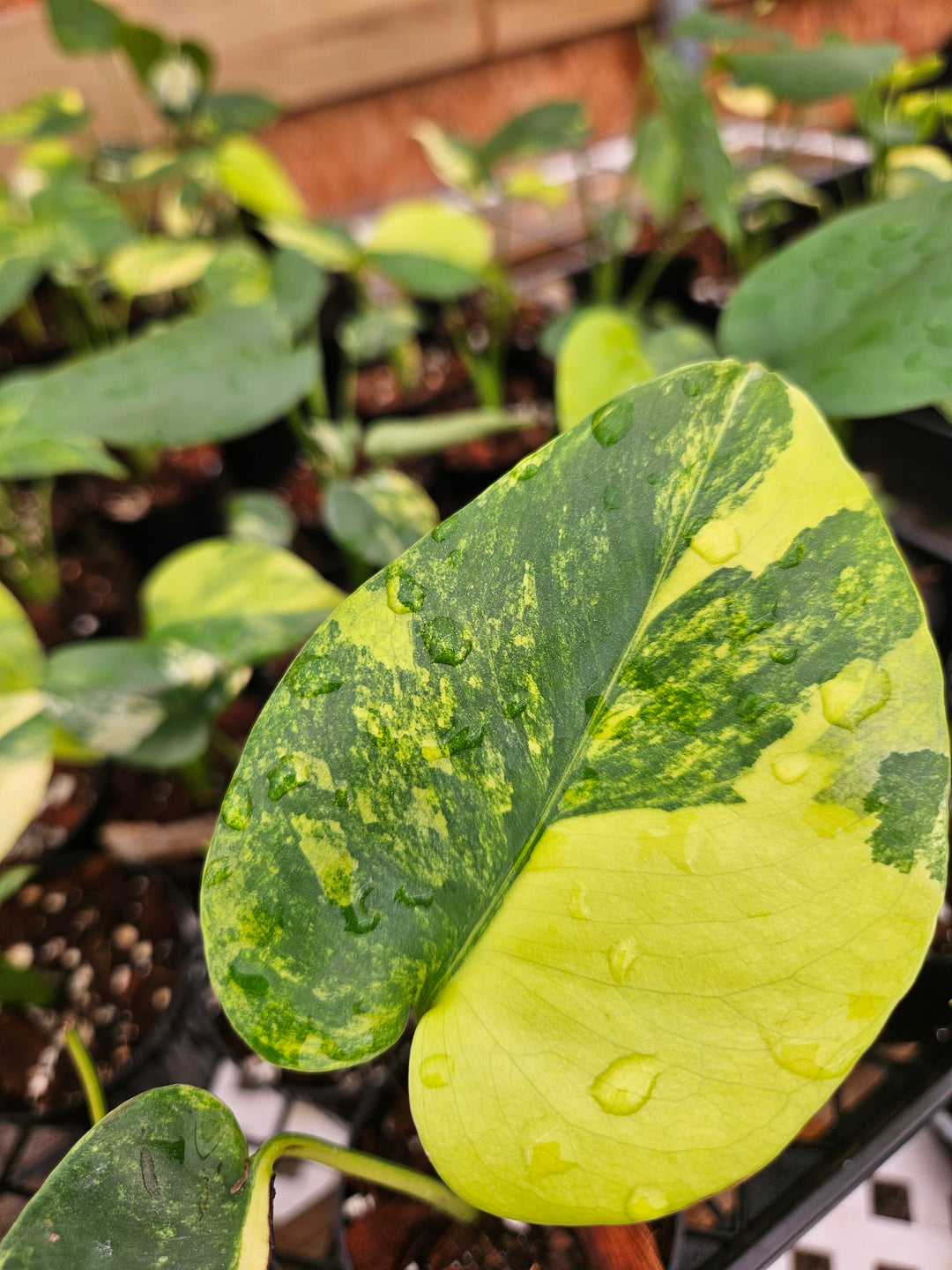 Monstera Deliciosa Marilyn (3in)-Sellers Choice Special