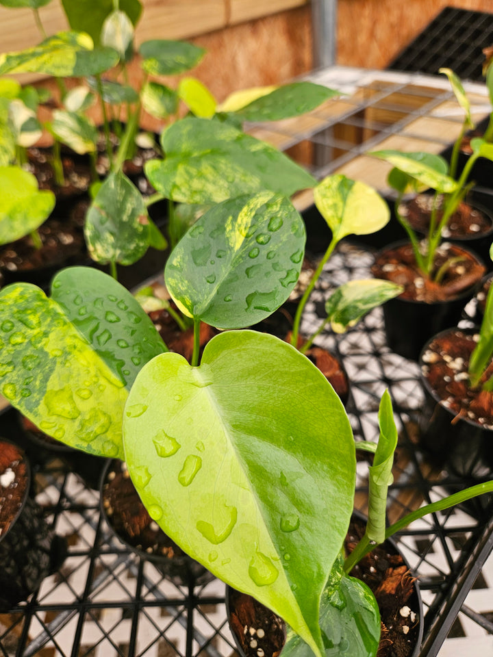 Monstera Deliciosa Marilyn (3in)-Sellers Choice Special