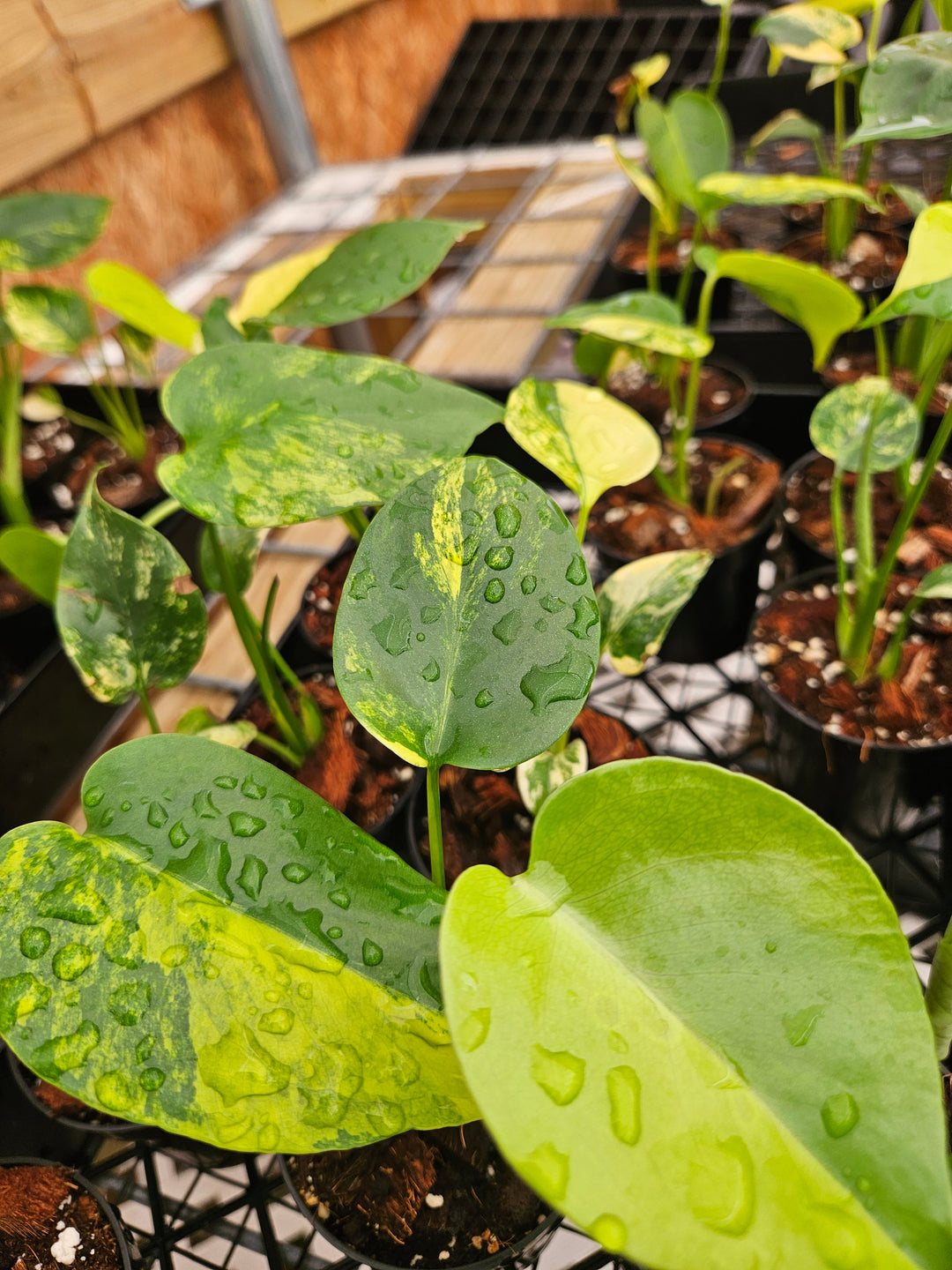 Monstera Deliciosa Marilyn (3in)-Sellers Choice Special