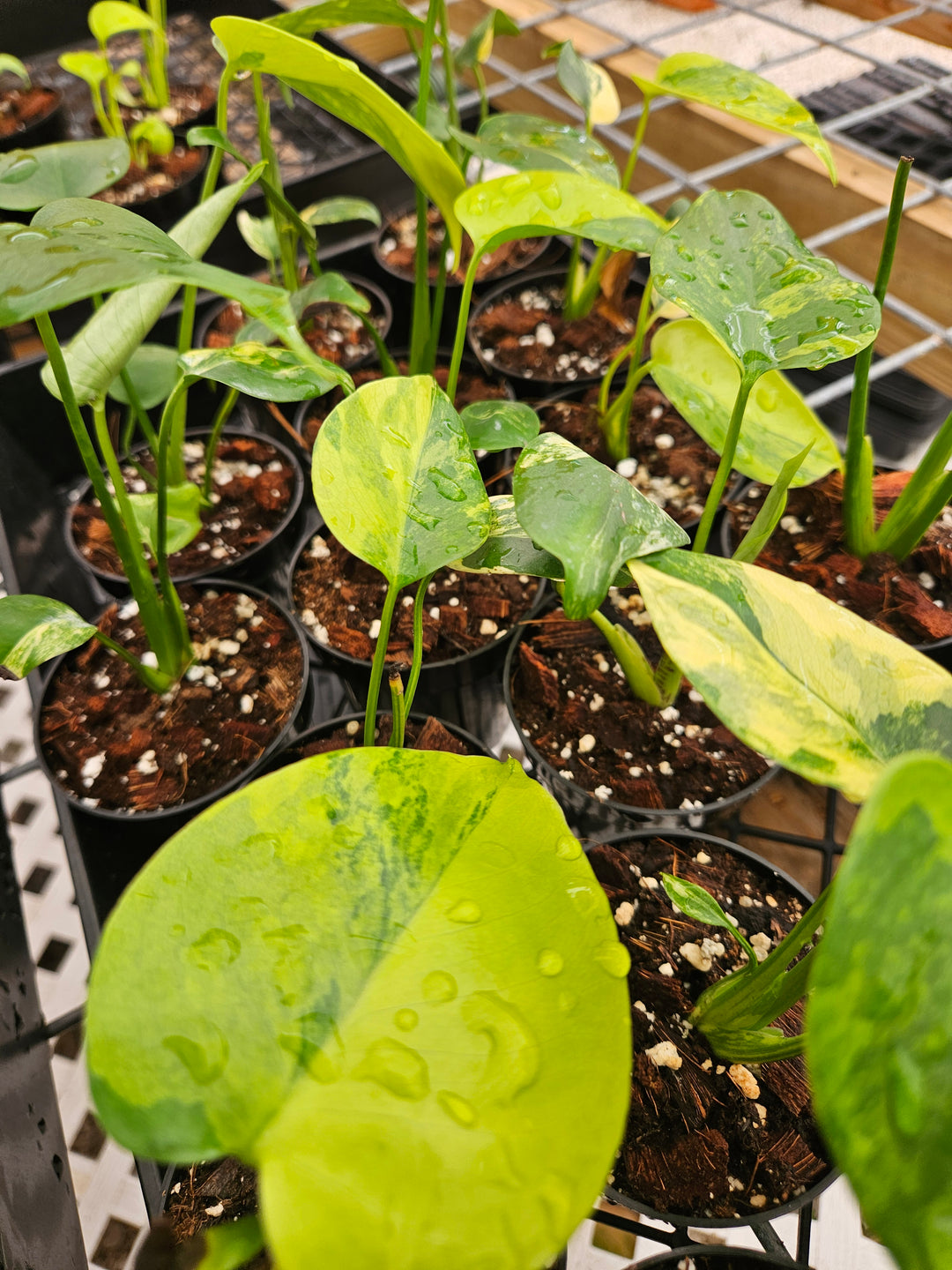 Monstera Deliciosa Marilyn (3in)-Sellers Choice Special