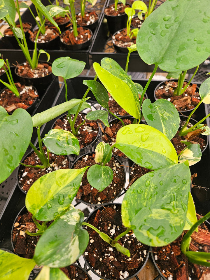 Monstera Deliciosa Marilyn (3in)-Sellers Choice Special