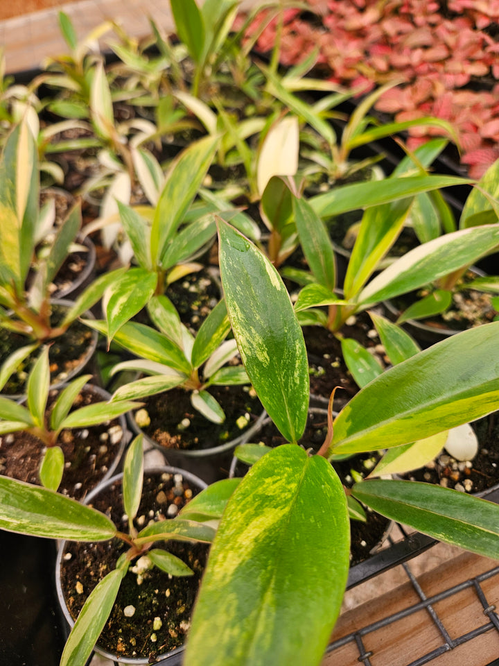 Philodendron Caramel Marble (2in)-Grower's Choice