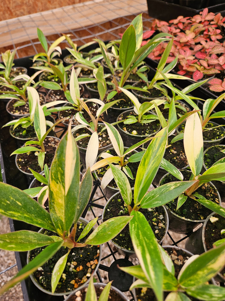 Philodendron Caramel Marble (2in)-Grower's Choice