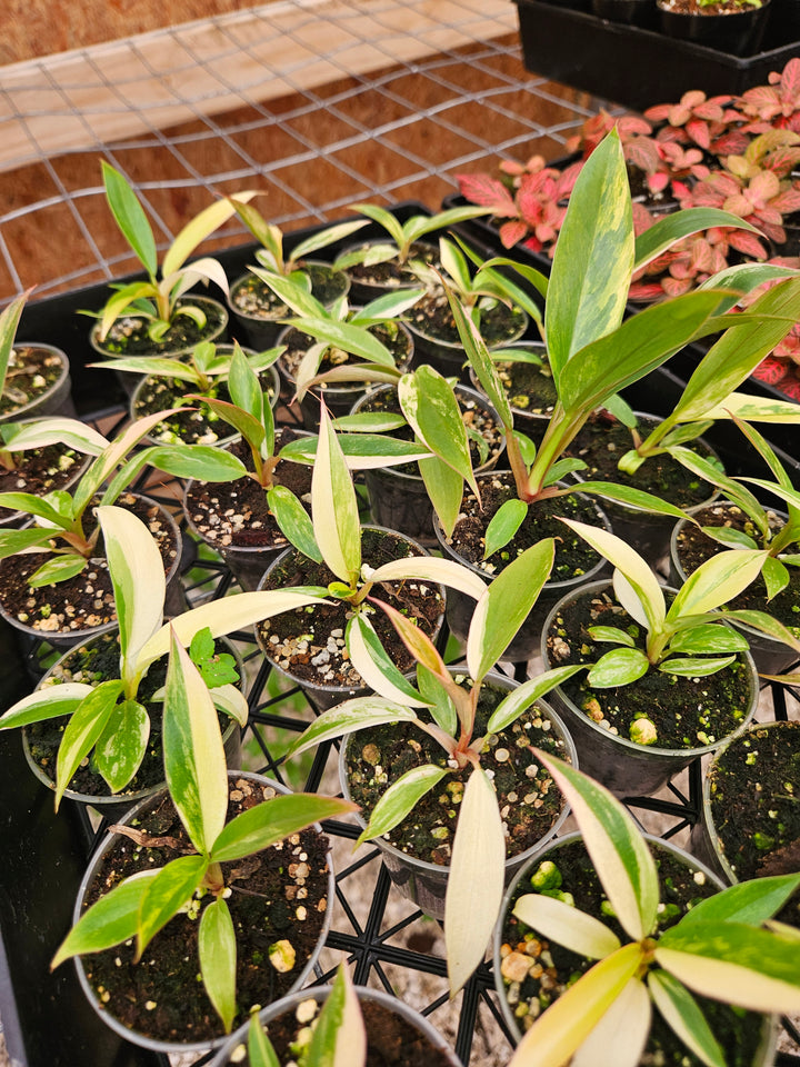 Philodendron Caramel Marble (2in)-Grower's Choice