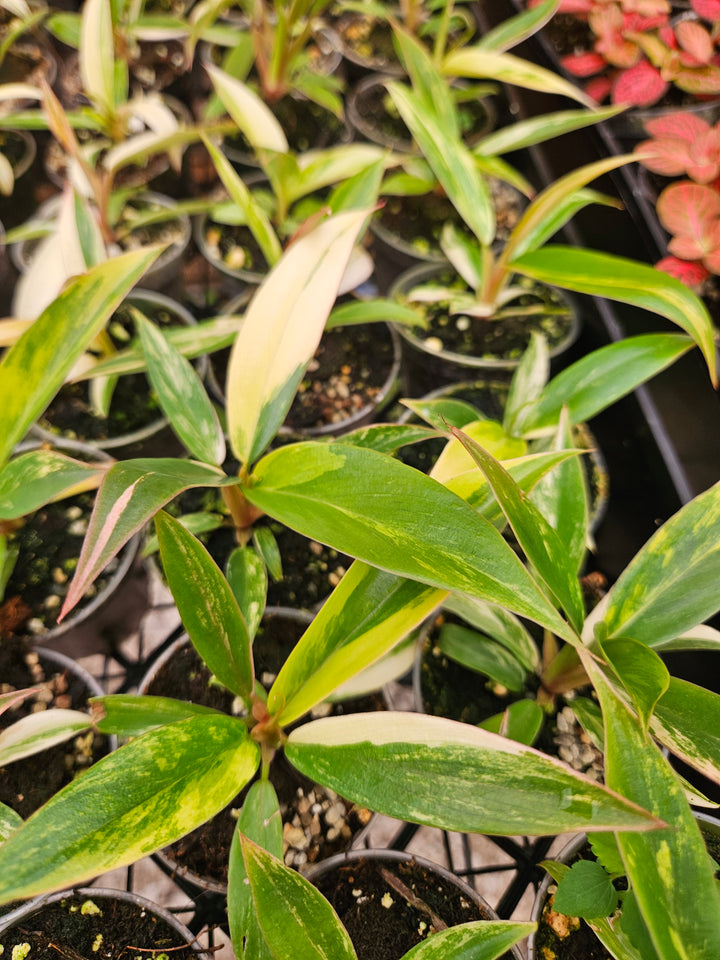 Philodendron Caramel Marble (2in)-Grower's Choice