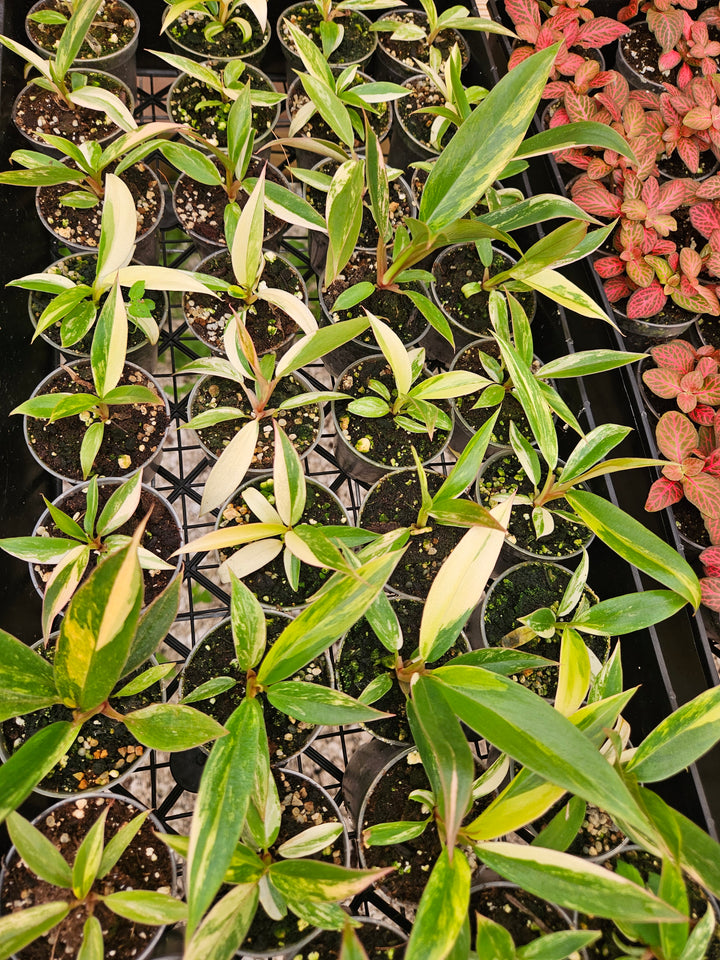 Philodendron Caramel Marble (2in)-Grower's Choice