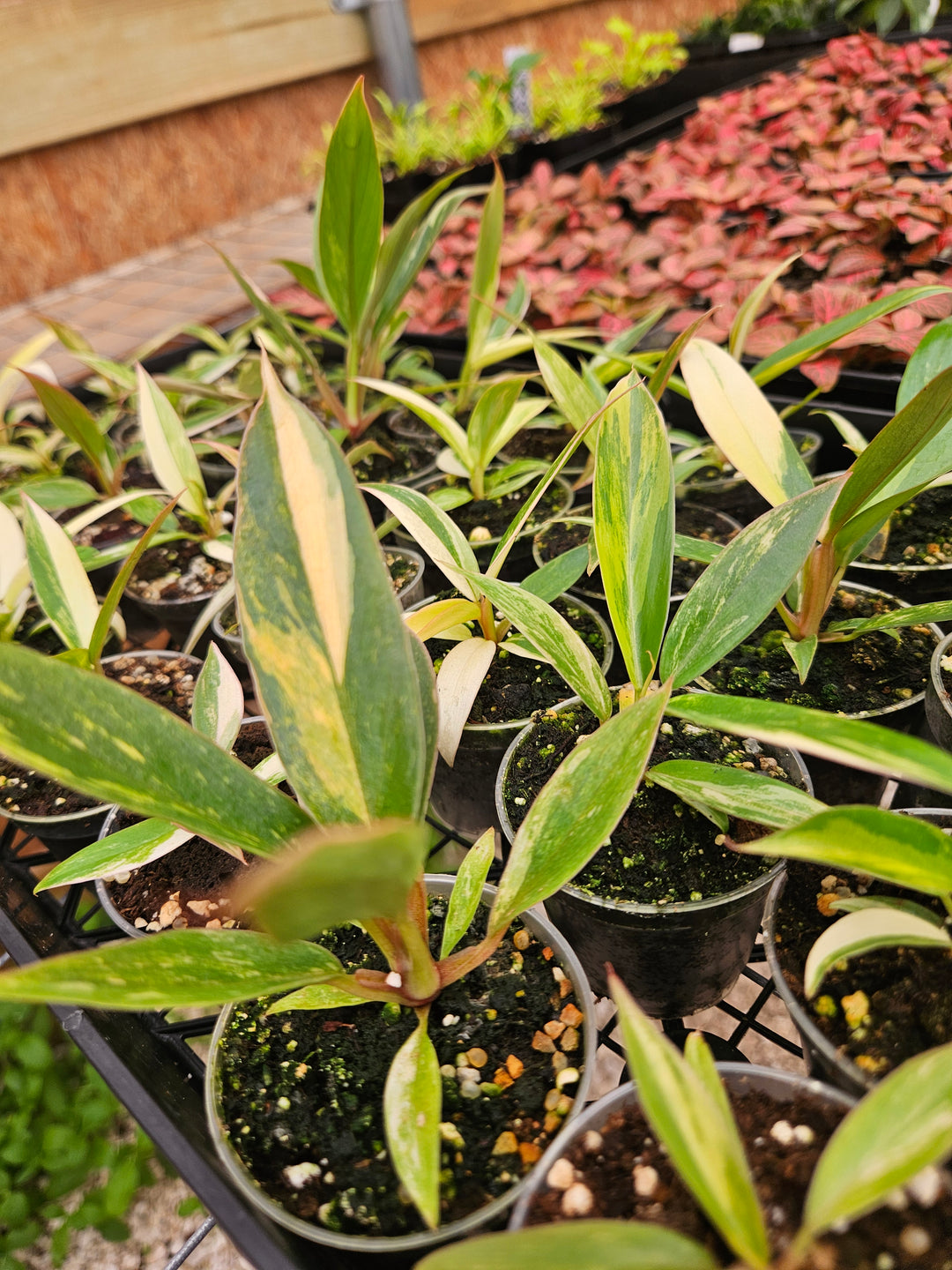 Philodendron Caramel Marble (2in)-Grower's Choice
