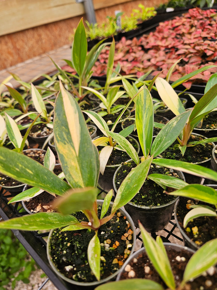 Philodendron Caramel Marble (2in)-Grower's Choice
