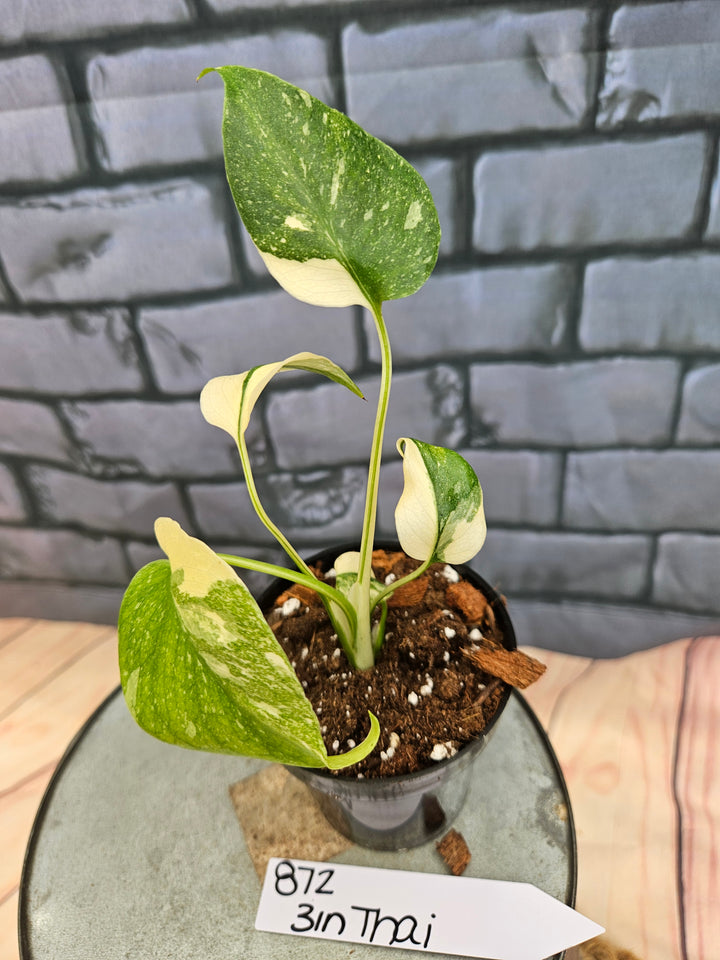 Monstera Thai Constellation (3in)-872