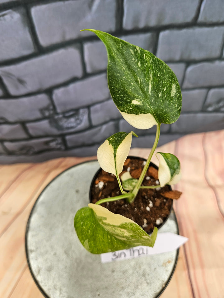 Monstera Thai Constellation (3in)-872