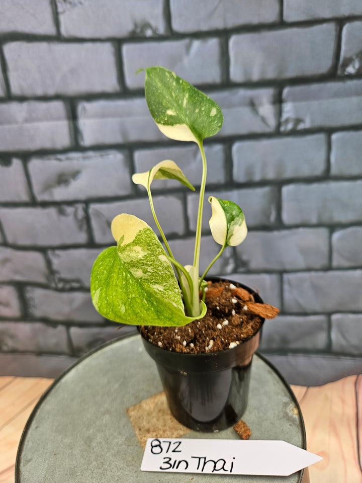Monstera Thai Constellation (3in)-872