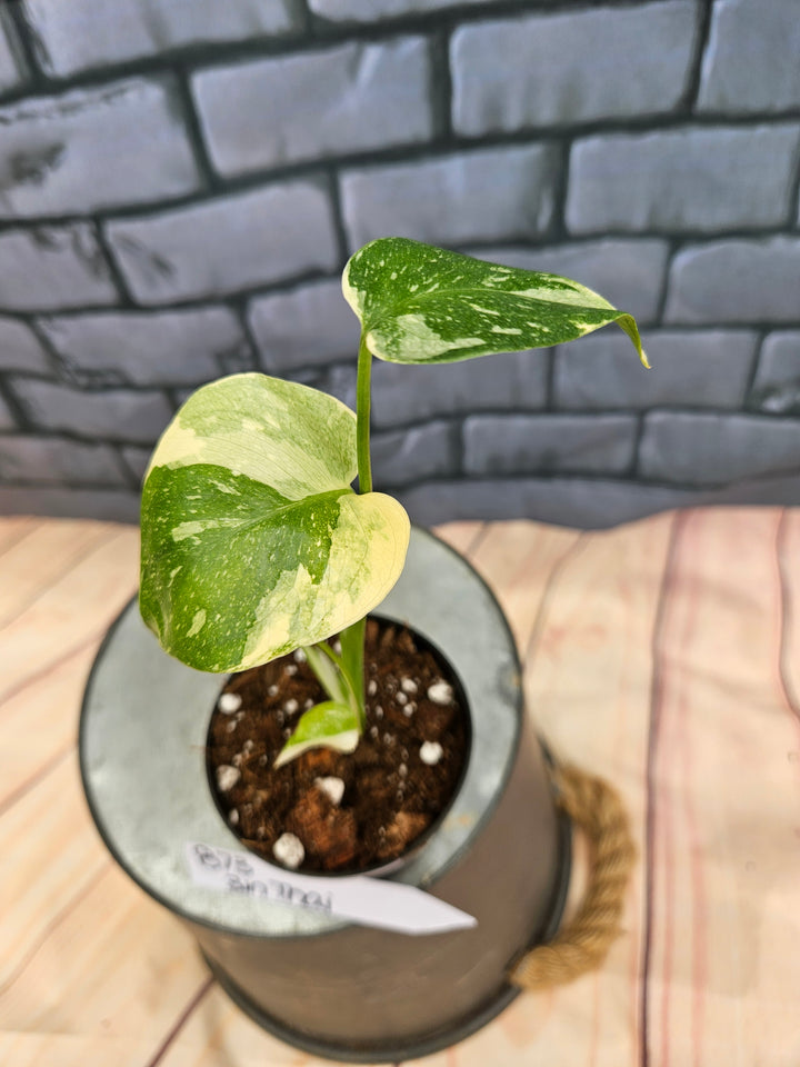 Monstera Thai Constellation (3in)-873
