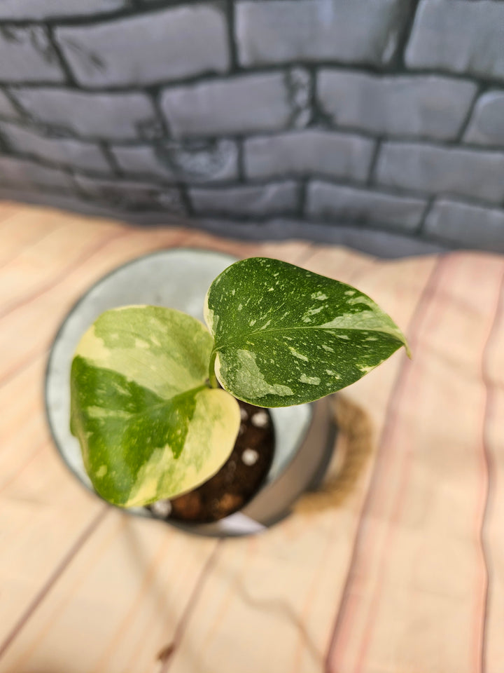 Monstera Thai Constellation (3in)-873