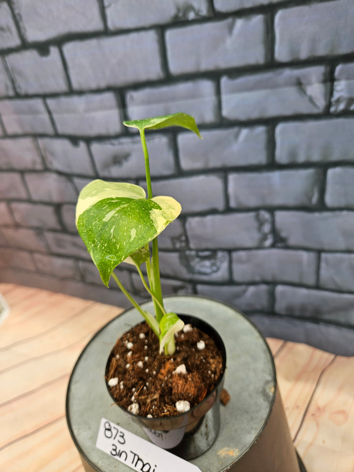 Monstera Thai Constellation (3in)-873
