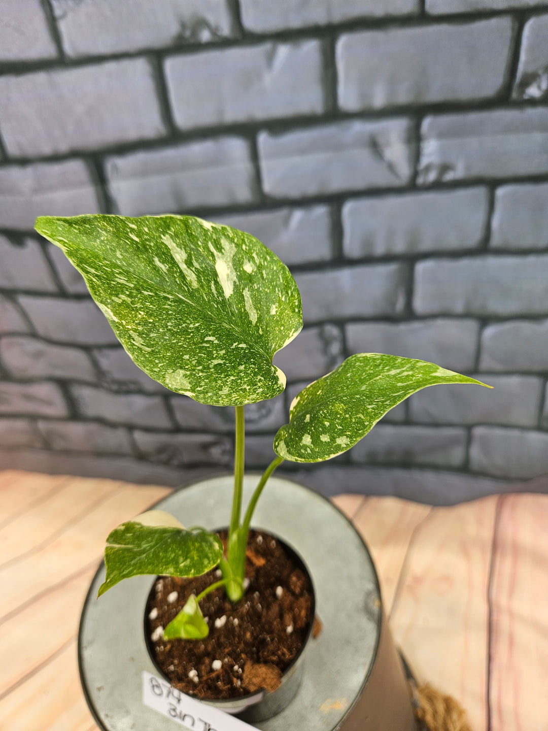 Monstera Thai Constellation (3in)-874