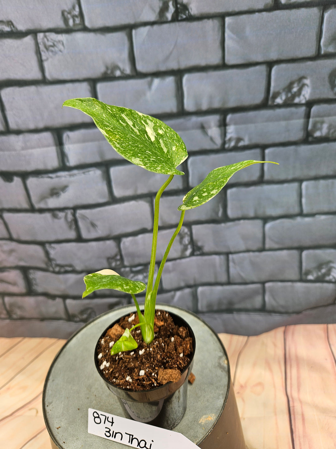 Monstera Thai Constellation (3in)-874