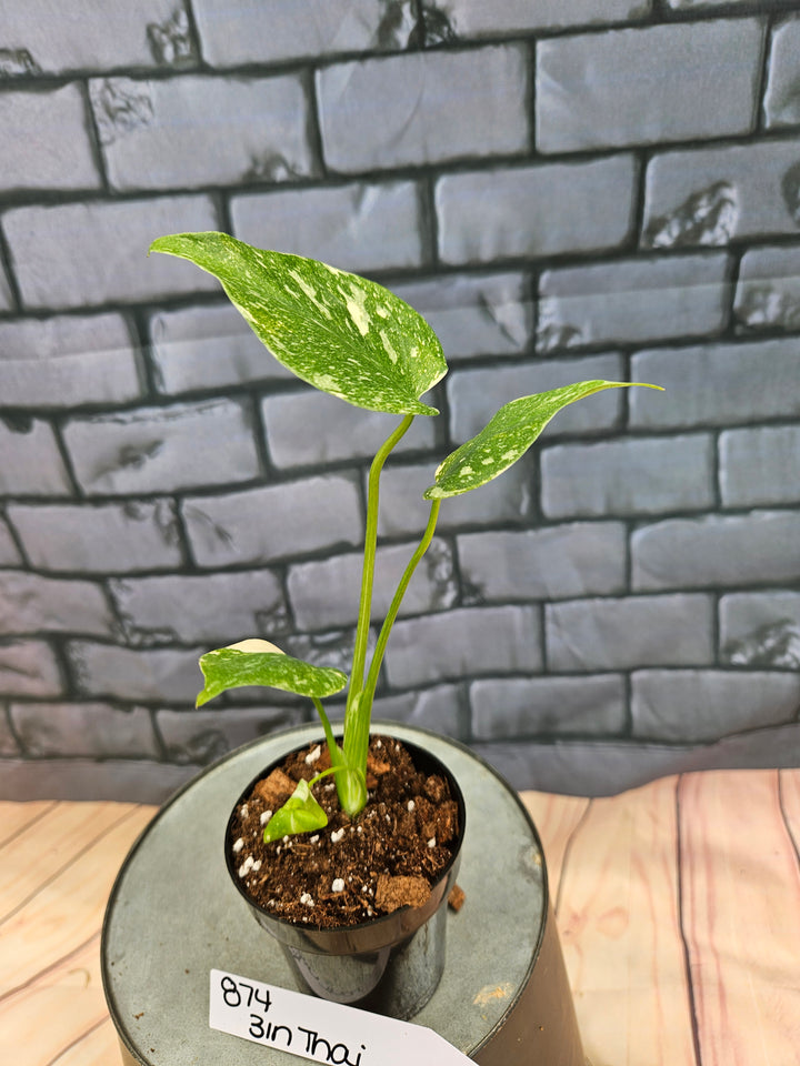 Monstera Thai Constellation (3in)-874