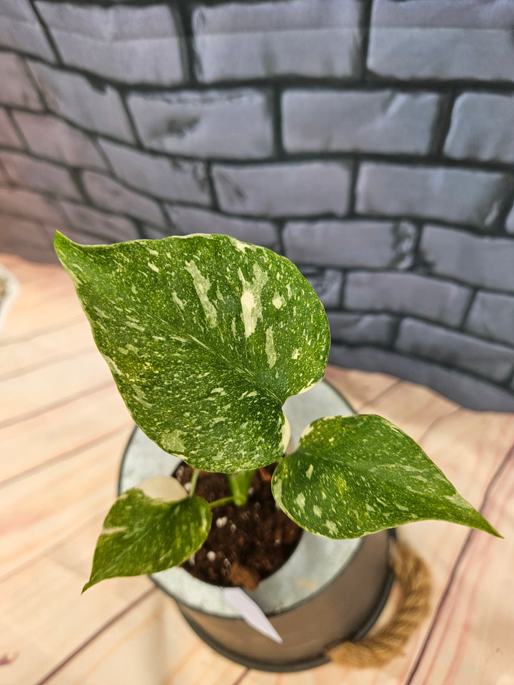 Monstera Thai Constellation (3in)-874