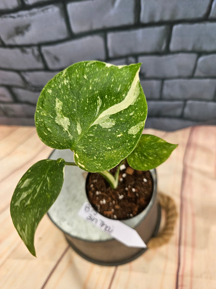Monstera Thai Constellation (3in)-875