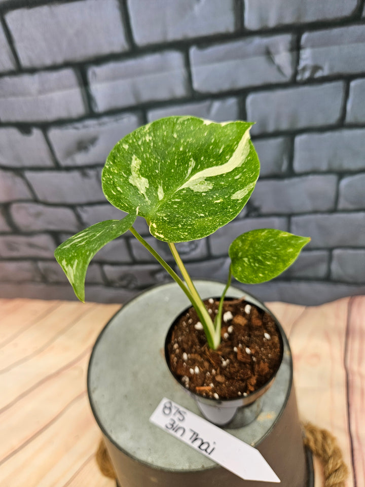 Monstera Thai Constellation (3in)-875
