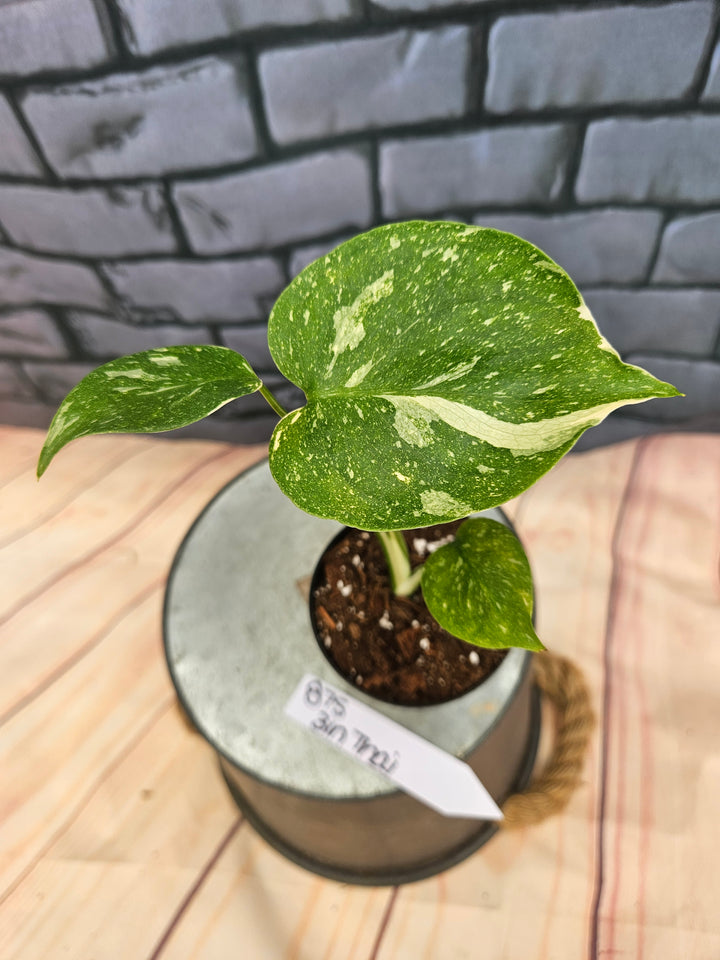 Monstera Thai Constellation (3in)-875