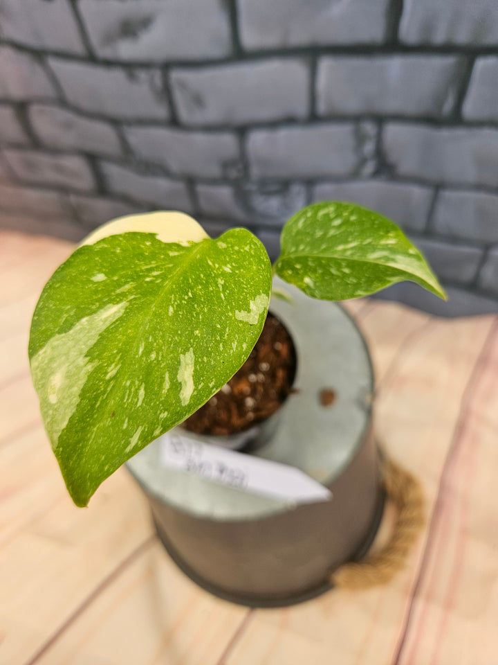 Monstera Thai Constellation (3in)-877
