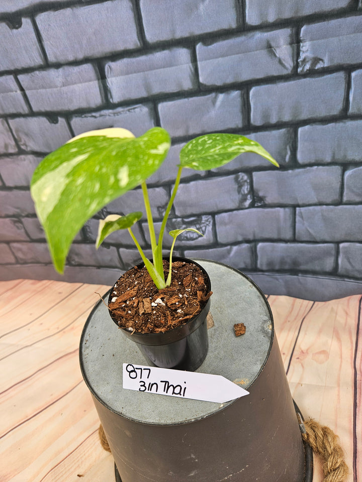 Monstera Thai Constellation (3in)-877
