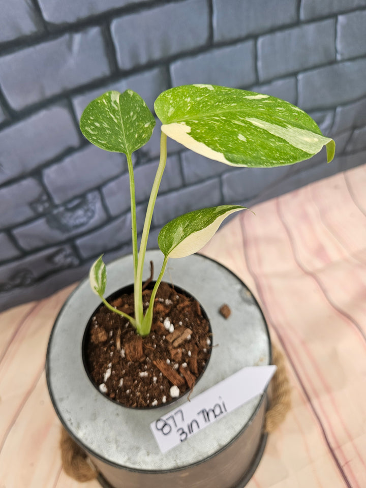 Monstera Thai Constellation (3in)-877