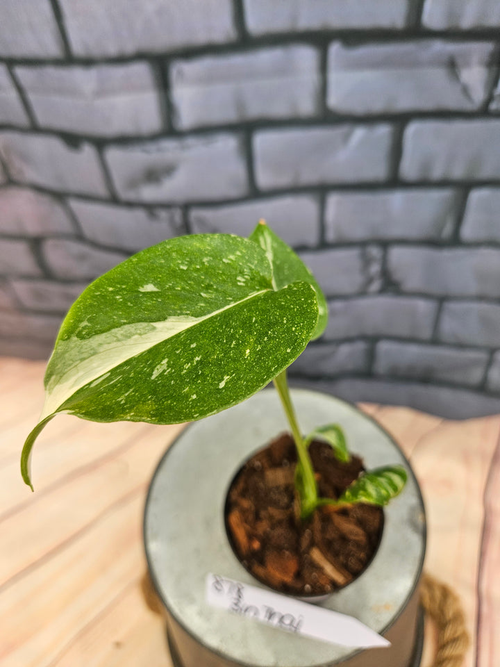Monstera Thai Constellation (3in)-878