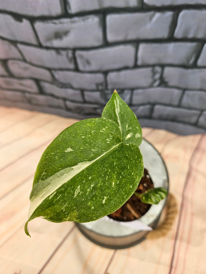 Monstera Thai Constellation (3in)-878