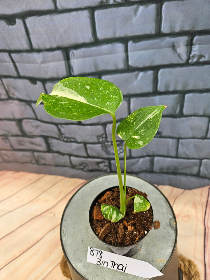 Monstera Thai Constellation (3in)-878