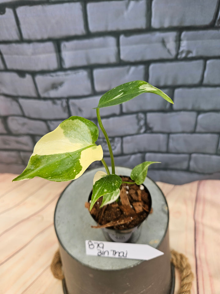 Monstera Thai Constellation (3in)-879