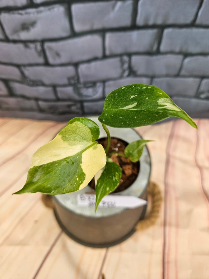 Monstera Thai Constellation (3in)-879