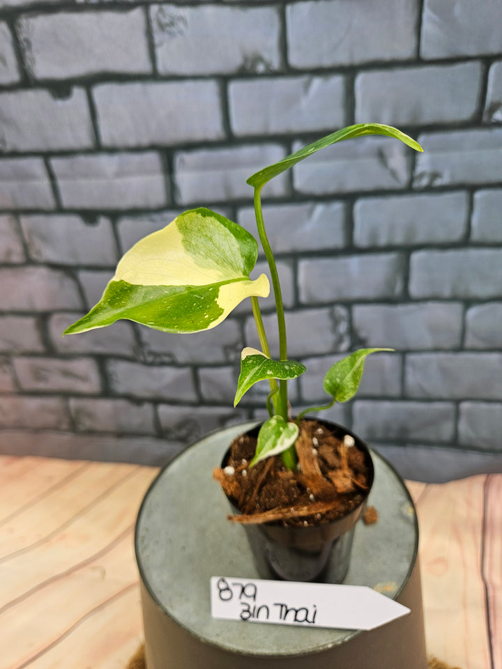 Monstera Thai Constellation (3in)-879