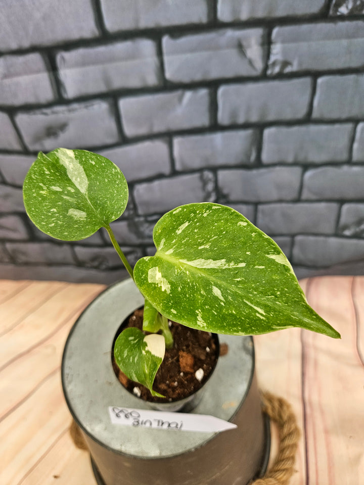Monstera Thai Constellation (3in)-880