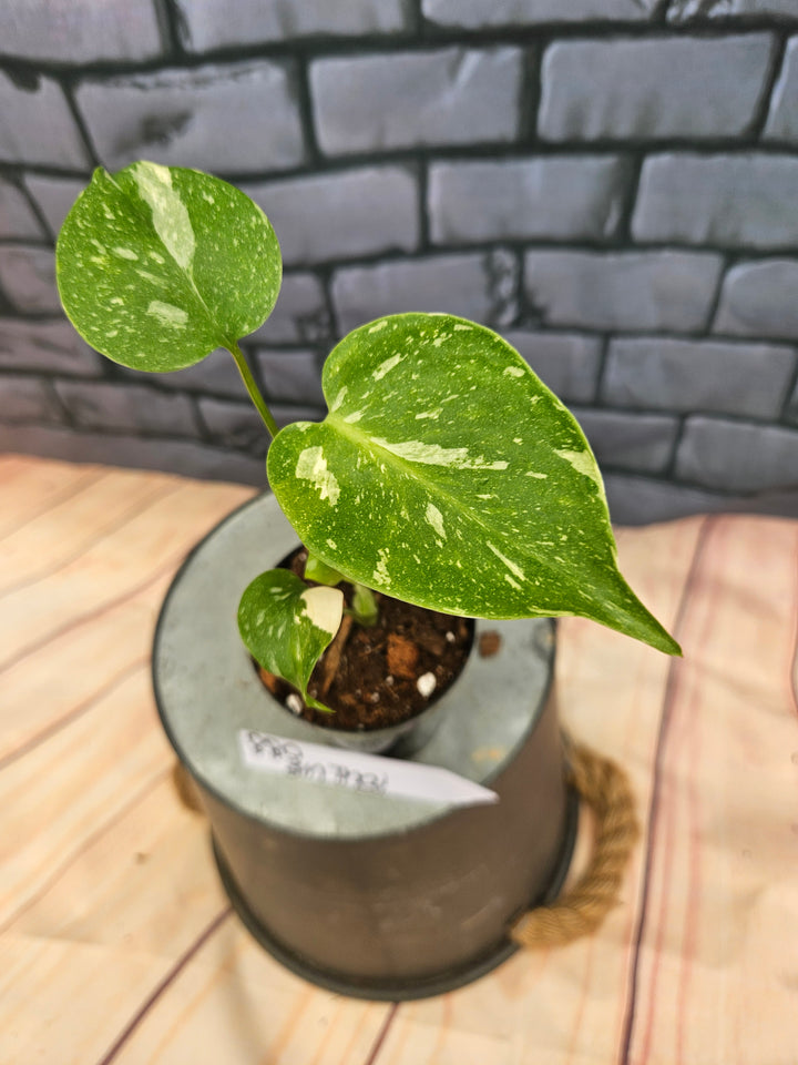 Monstera Thai Constellation (3in)-880