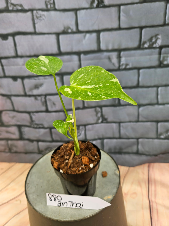 Monstera Thai Constellation (3in)-880