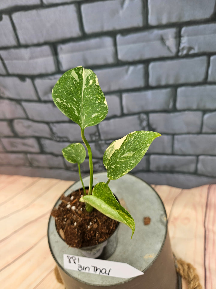 Monstera Thai Constellation (3in)-881
