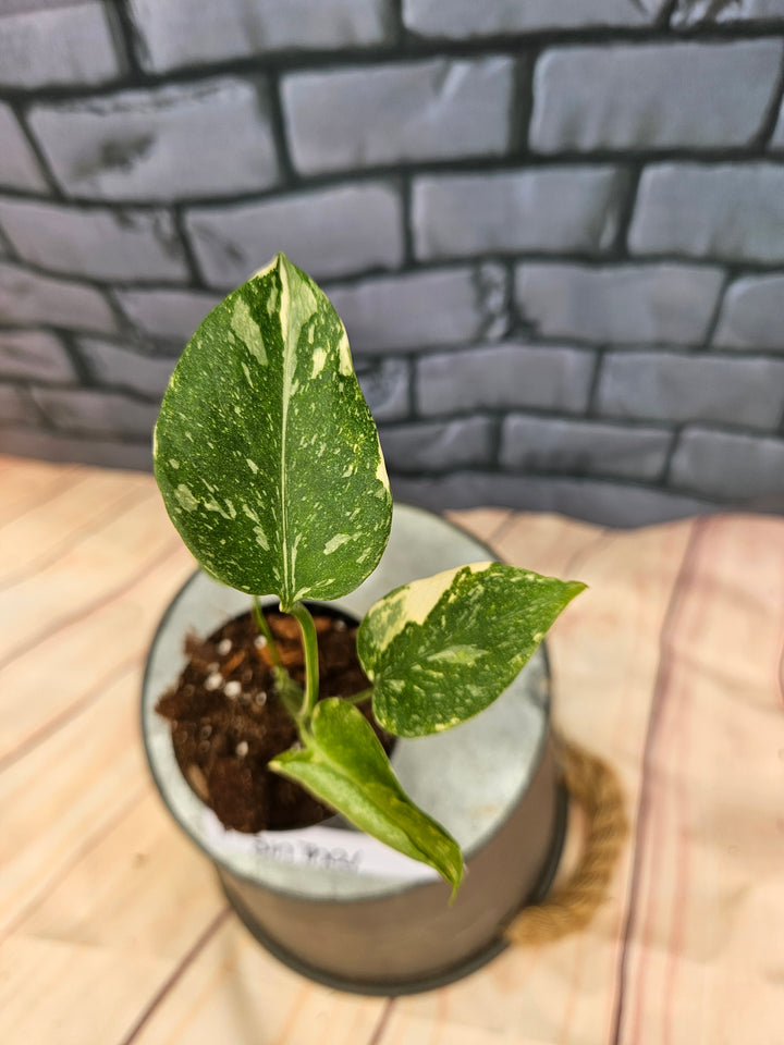 Monstera Thai Constellation (3in)-881