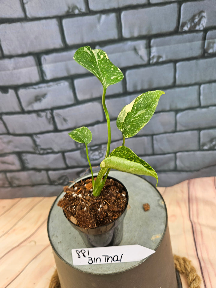 Monstera Thai Constellation (3in)-881