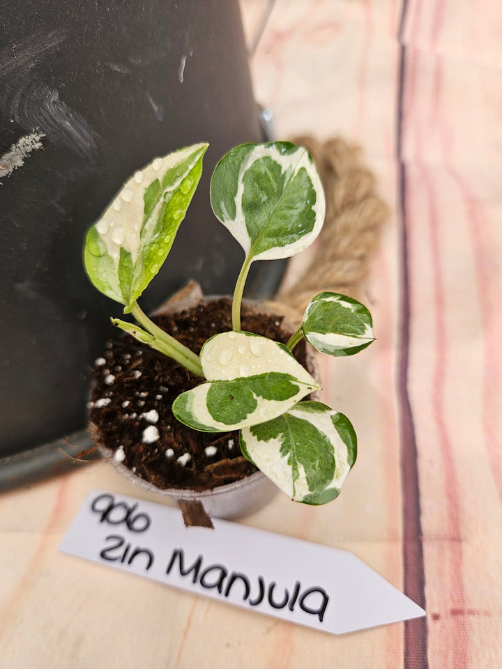 Manjula Pothos (2in)-906