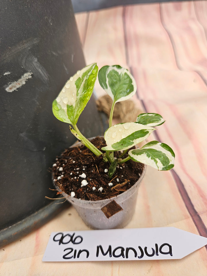 Manjula Pothos (2in)-906