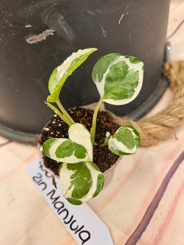 Manjula Pothos (2in)-906