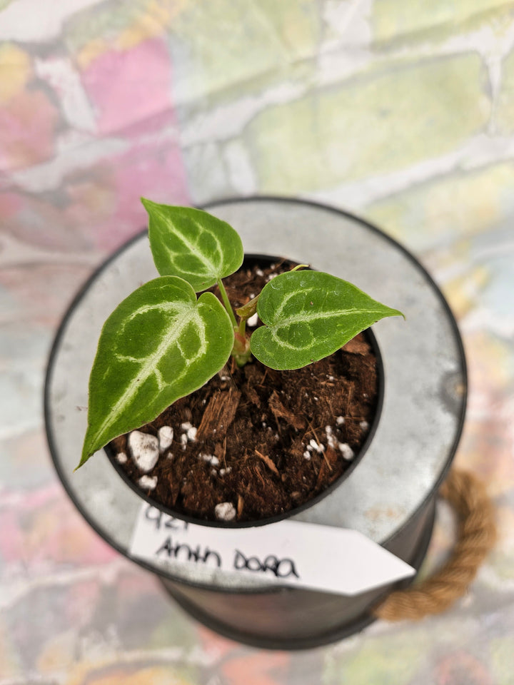 Anthurium Dorayaki (3in)-921
