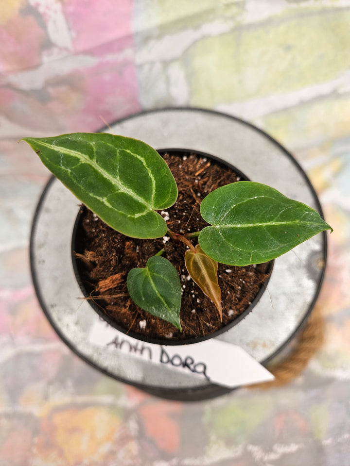 Anthurium Dorayaki (3in)-923