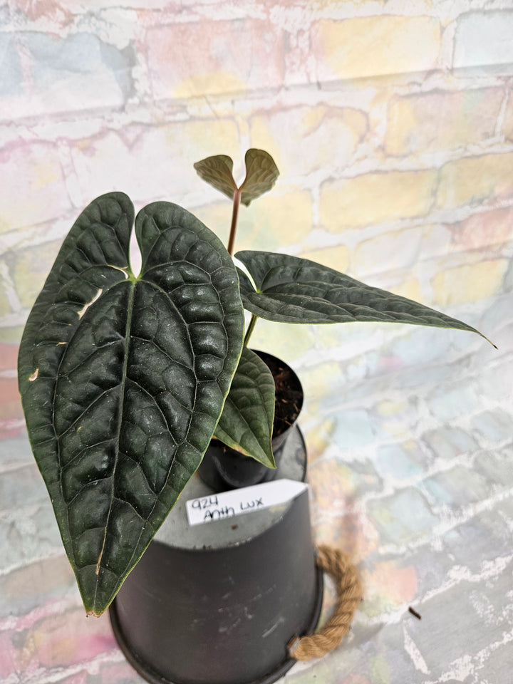 Anthurium Luxuriant (4in)-924