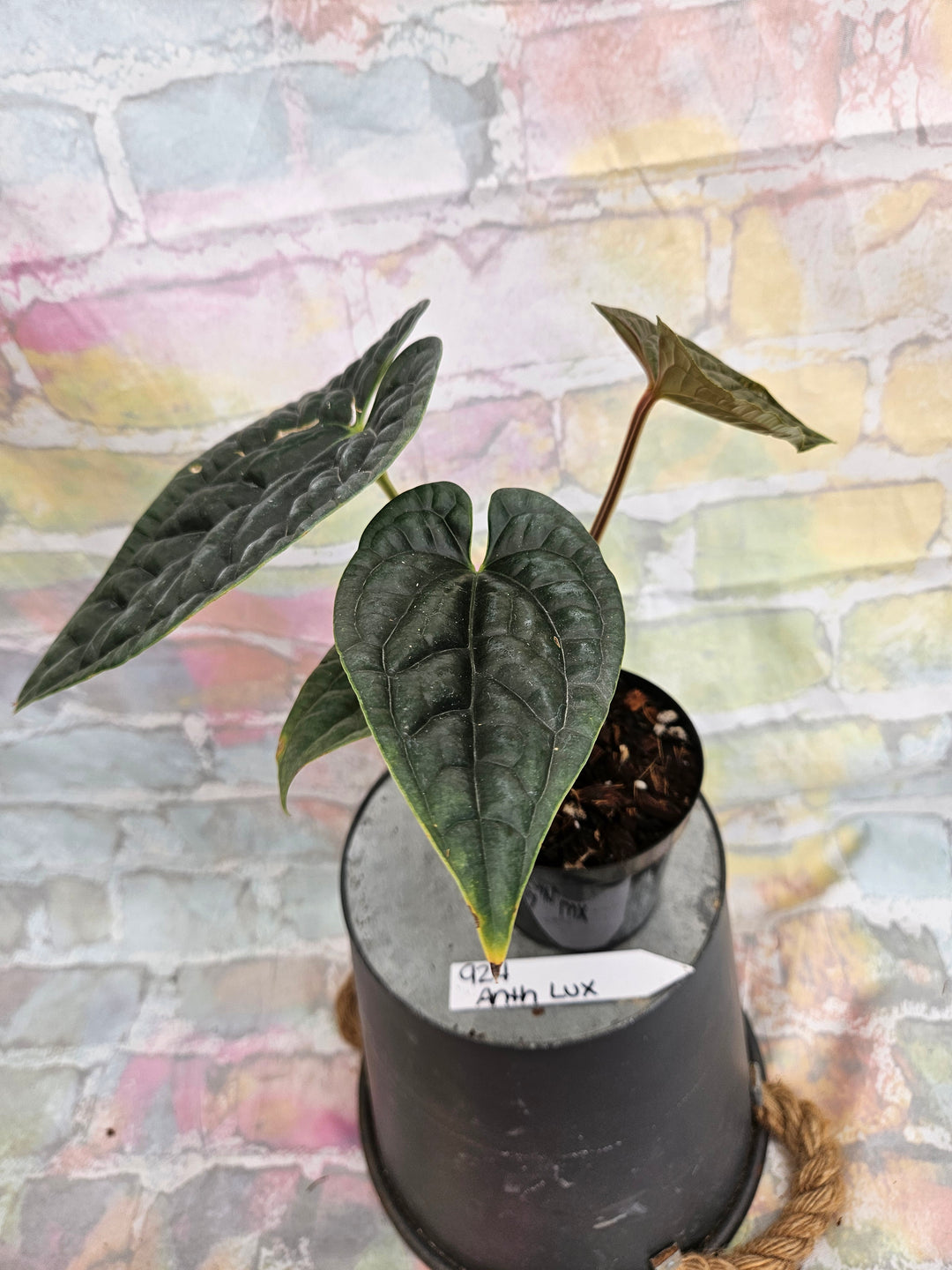 Anthurium Luxuriant (4in)-924
